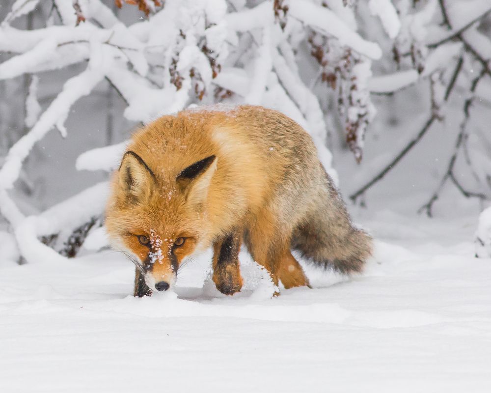 Фотография автора Суслов Дмитрий