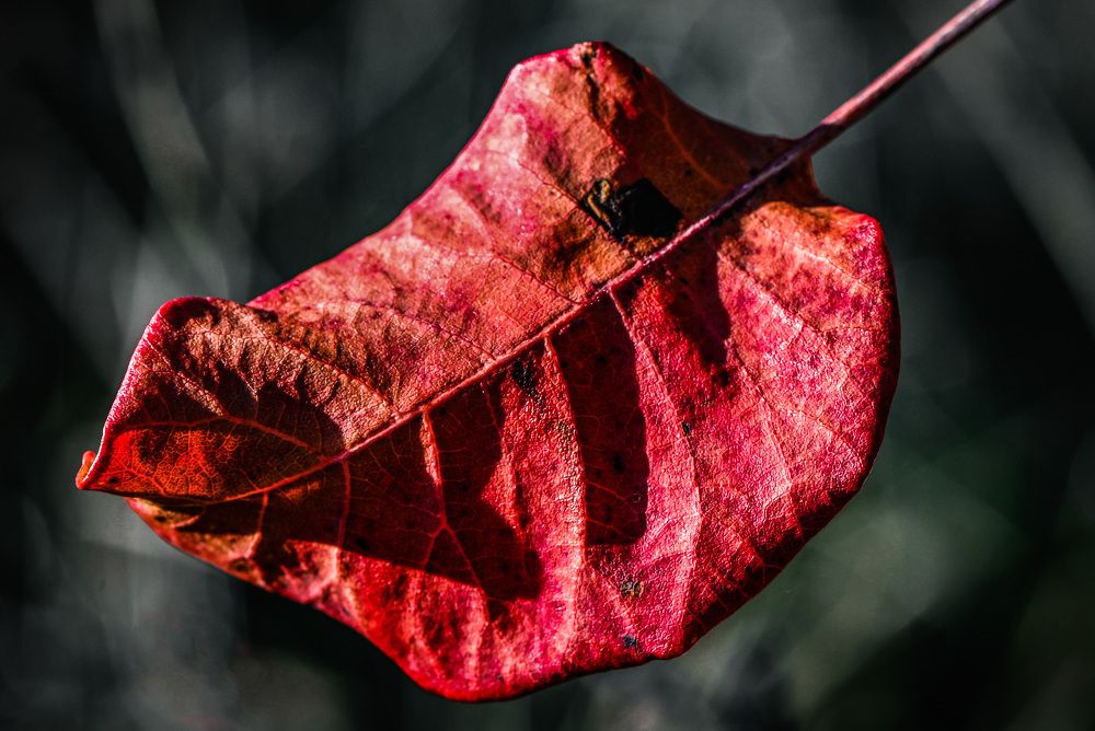 Photograph by Юлия Ковальчук