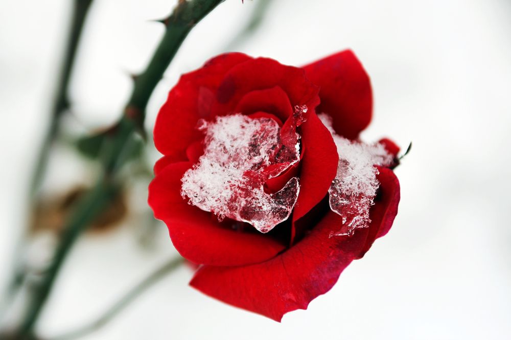 Photograph by Владимир Догодька