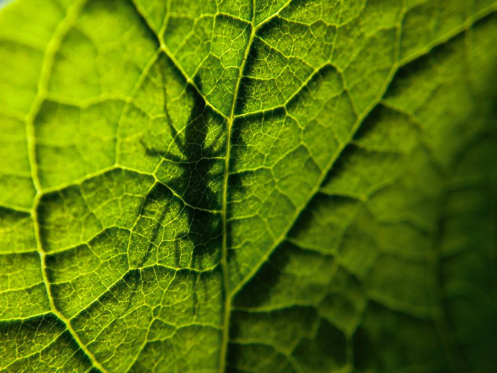 Photograph by Nikhila R