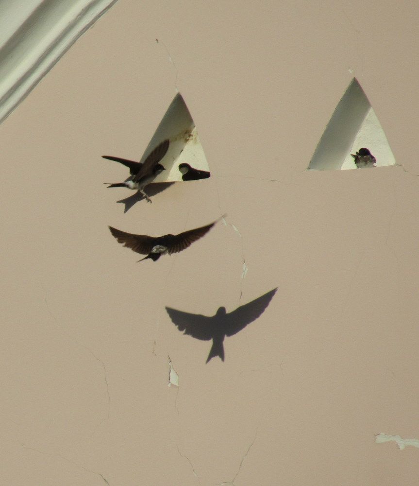 Ласточкино гнездо