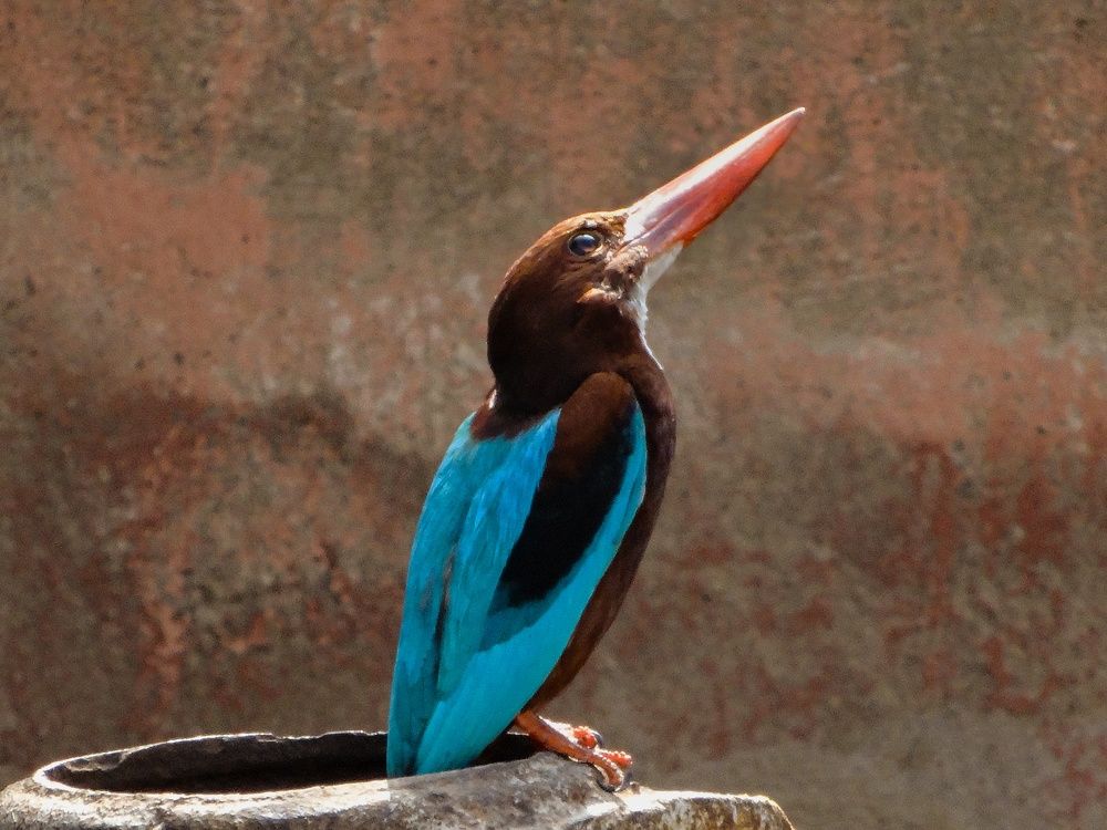 Photograph by Soumya Seal