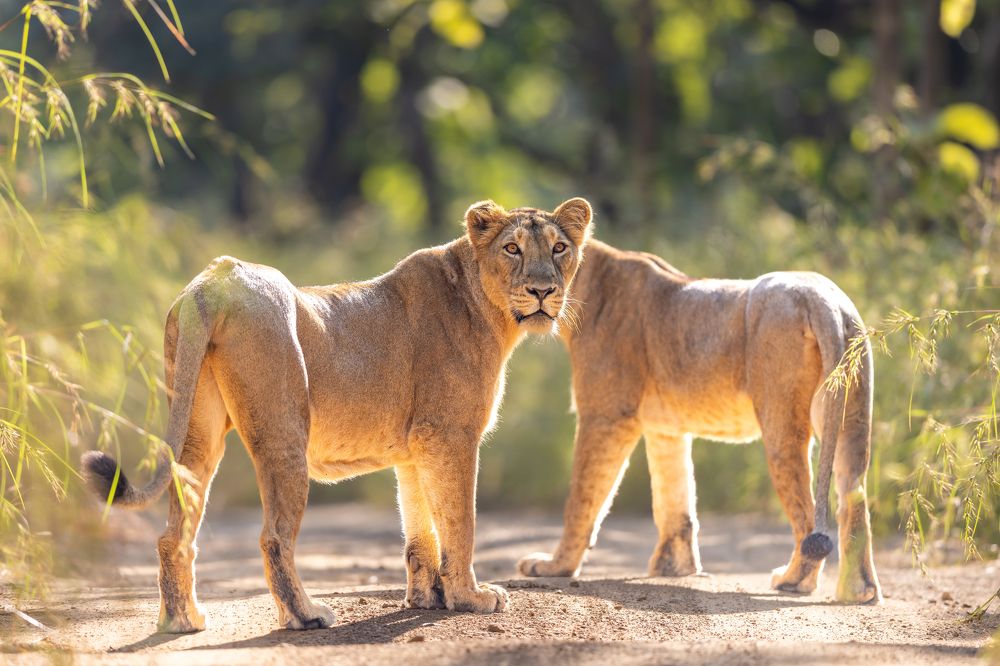 One face two lioness