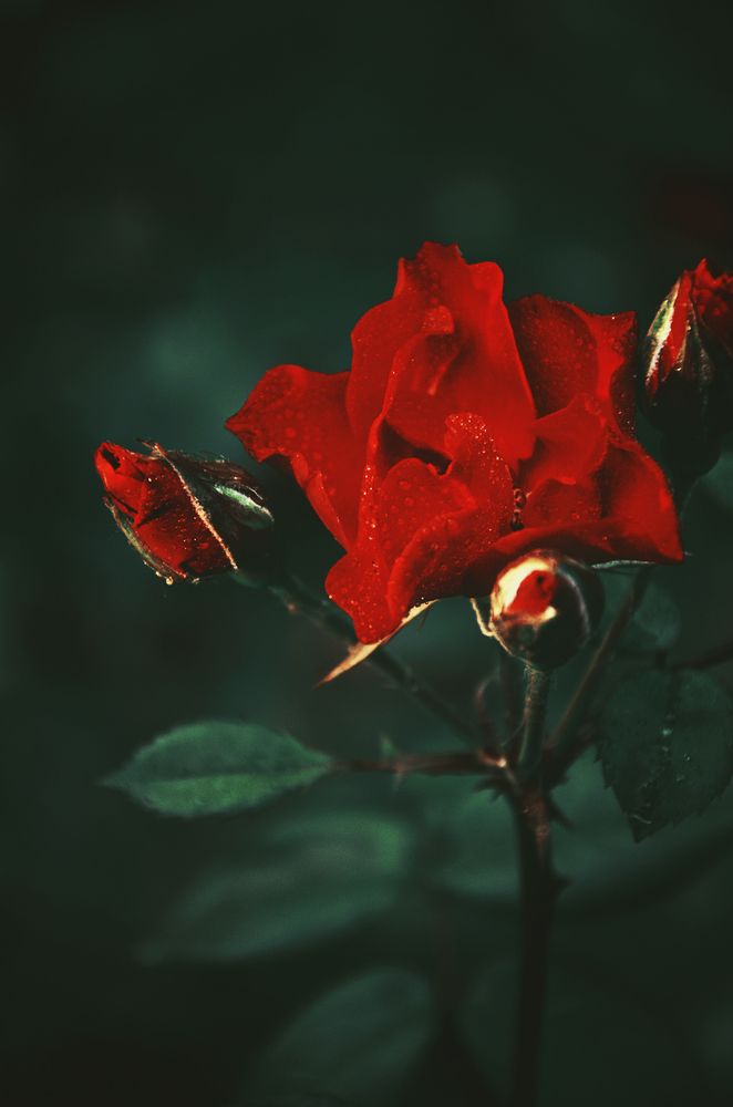 Photograph by Вика Фолина