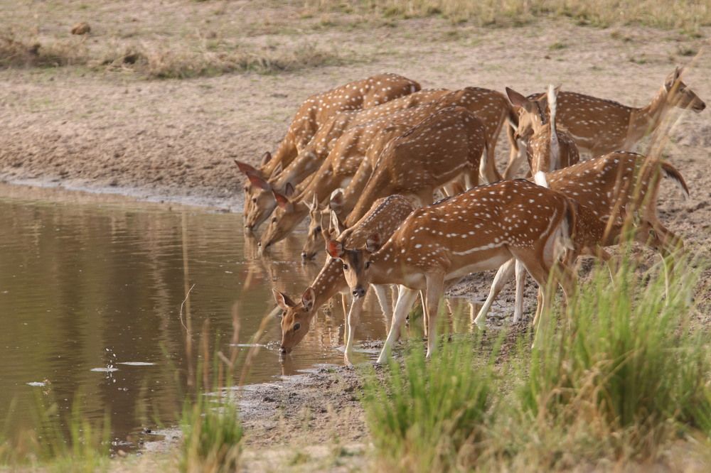 Photograph by Rajeswar Rao Allam
