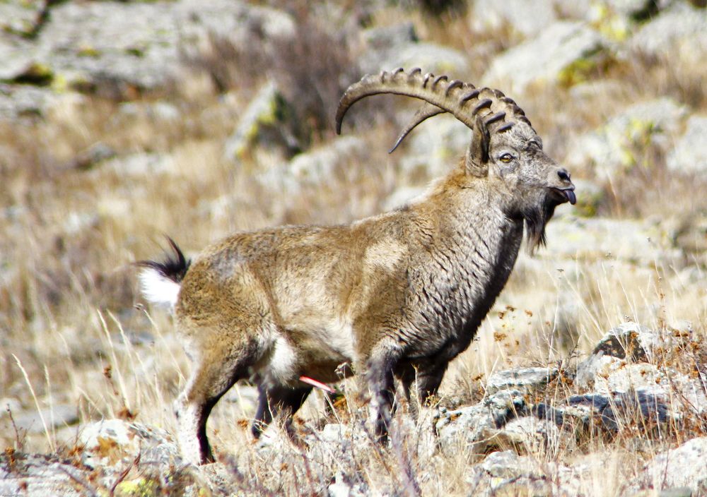 lord of the mountain