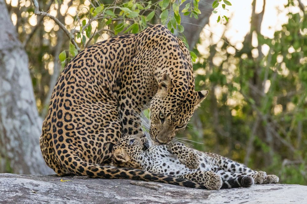 Photograph by Umesh Ranasinghe