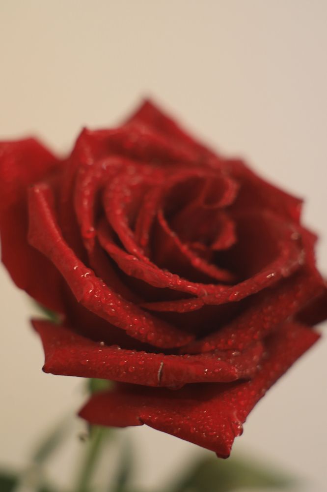 Фотография автора Андрей Шувалов