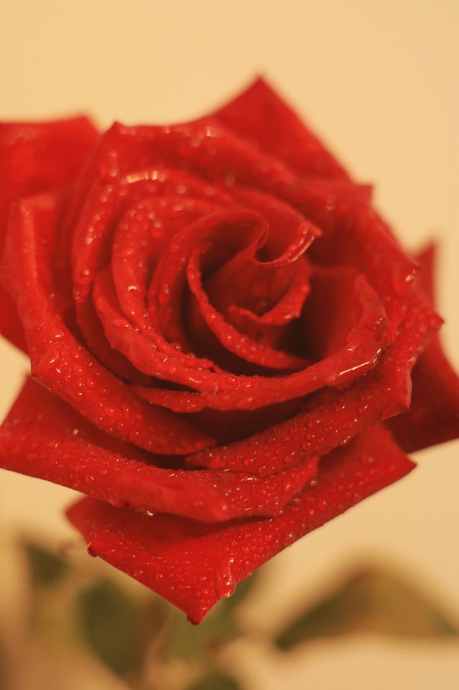 Фотография автора Андрей Шувалов