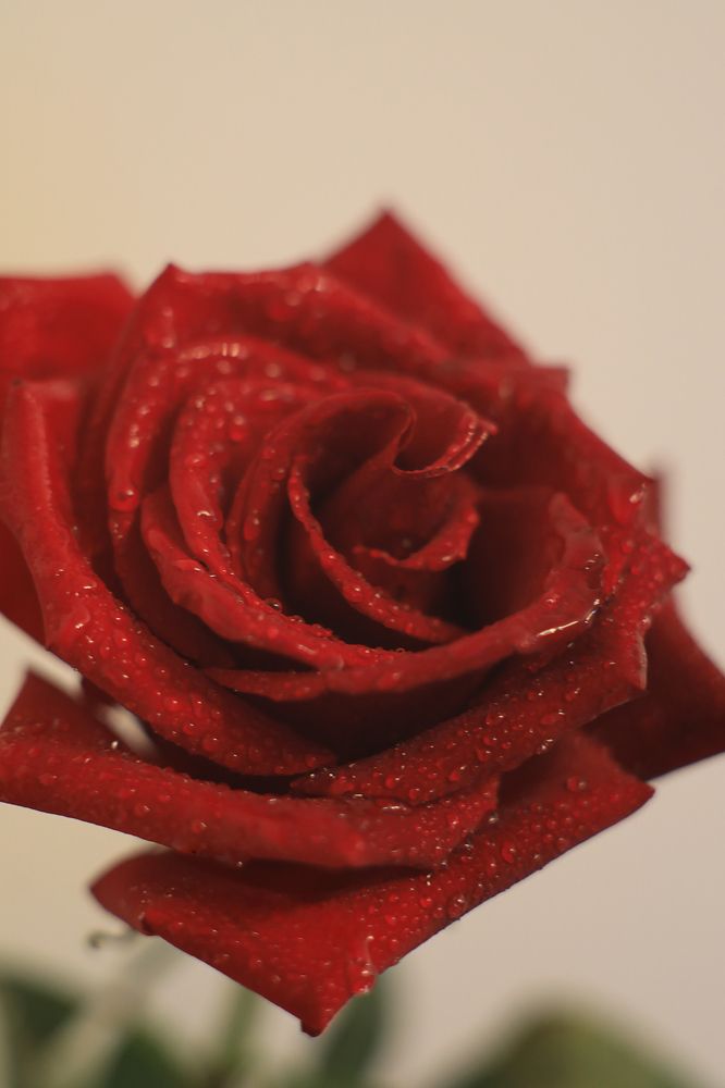 Фотография автора Андрей Шувалов