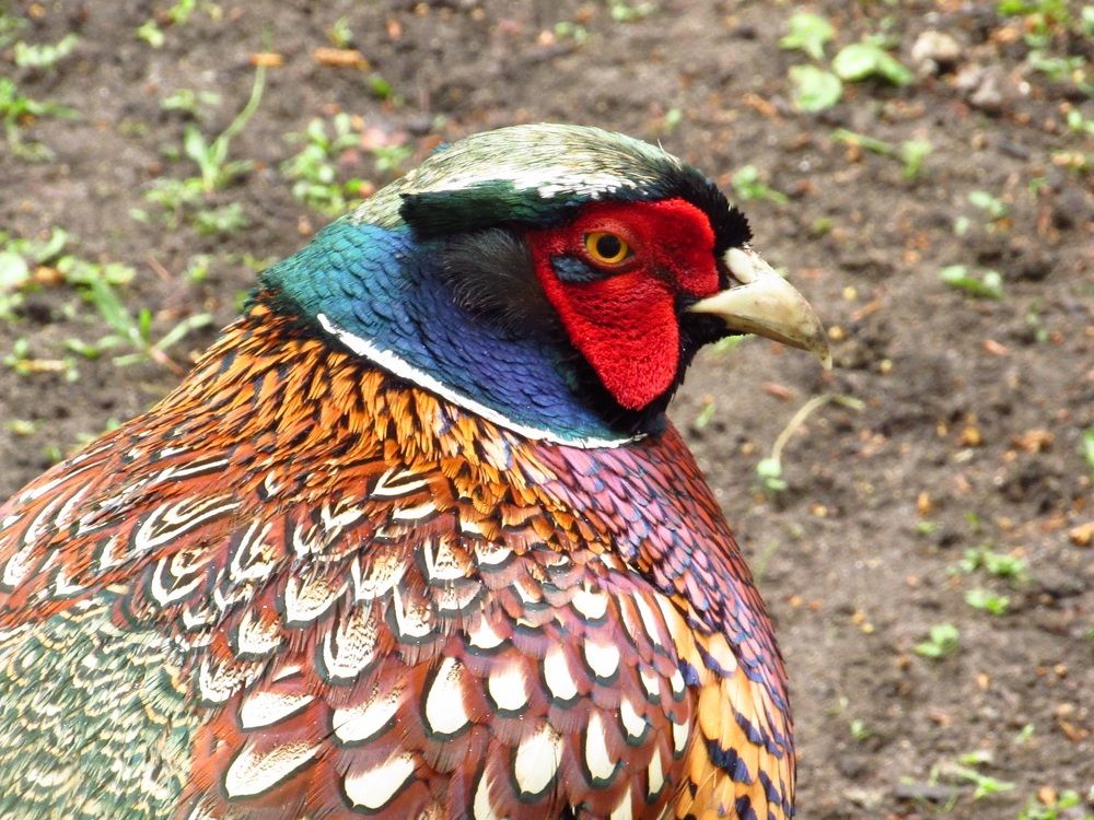 Красивый мир