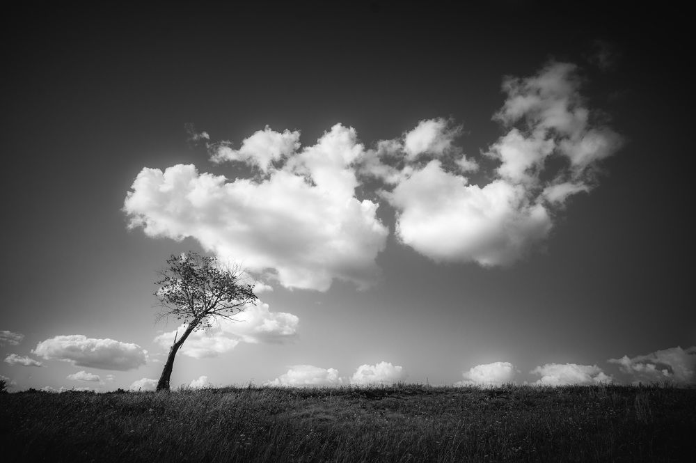 Мечтающий вяз