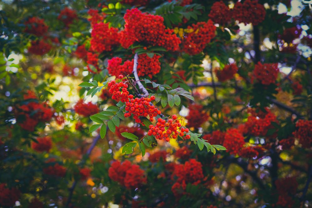 Photograph by Ольга Тюрина