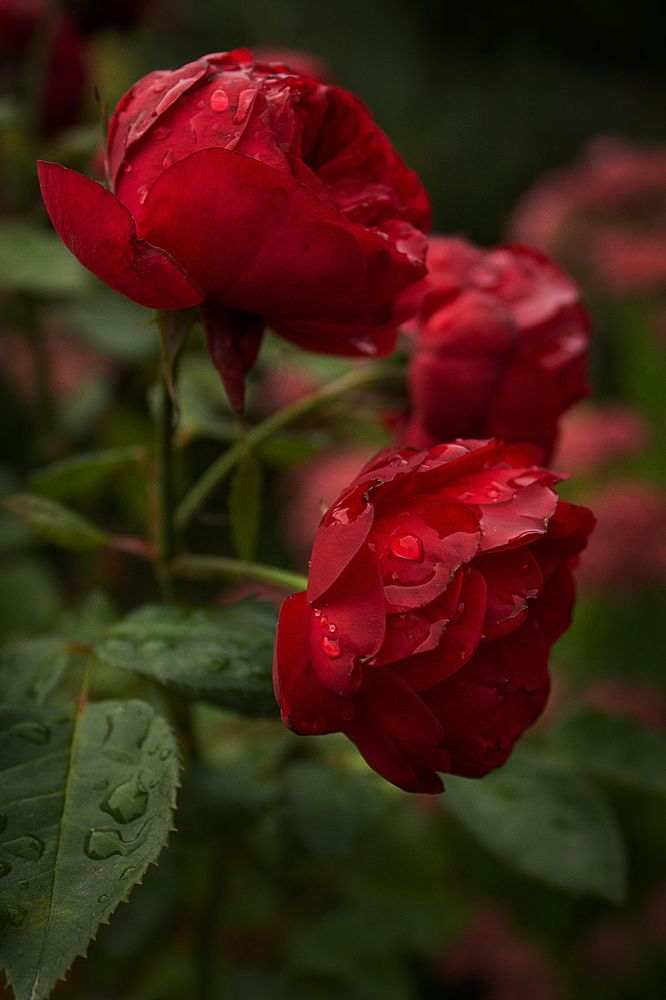 Photograph by Надежда Ржевская