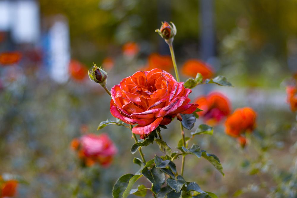 Photograph by Radoslav Bonev