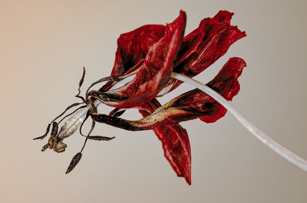 Photograph by Kveta Novotna