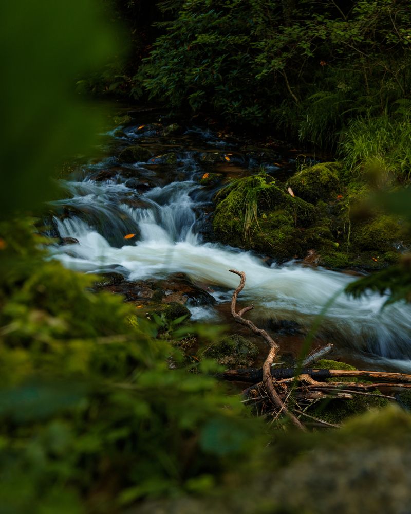 Baden-Baden, Schwarzwald