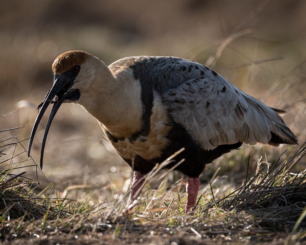 Photograph by Felix Carrega