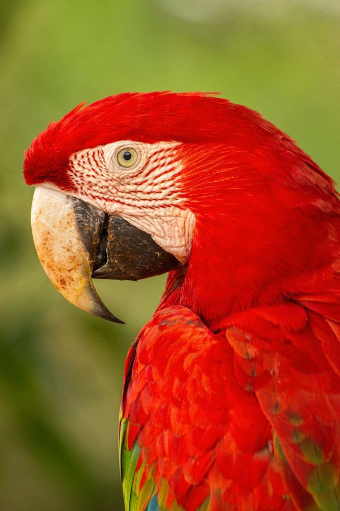 Portrait of Red-and-green Macaw.