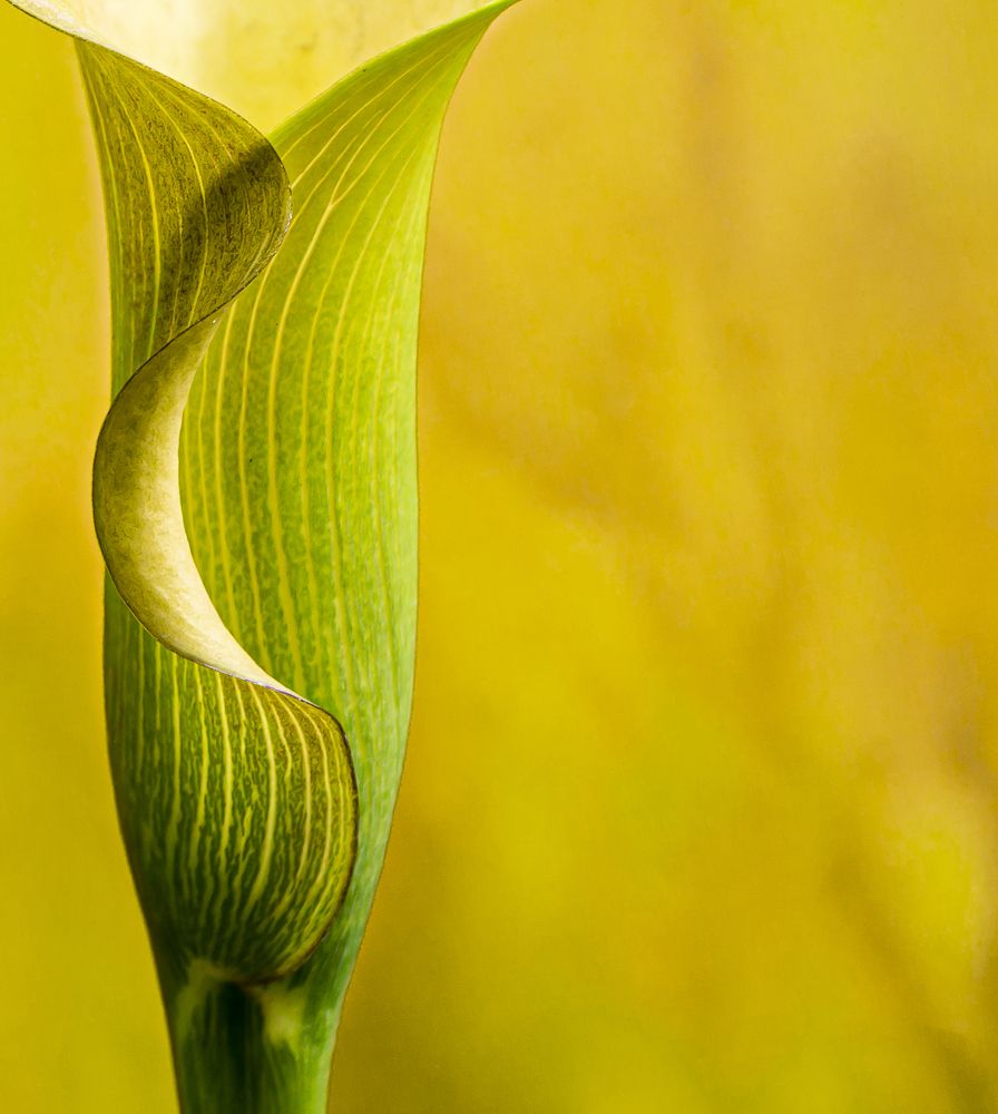 Photograph by Silvia Marcos