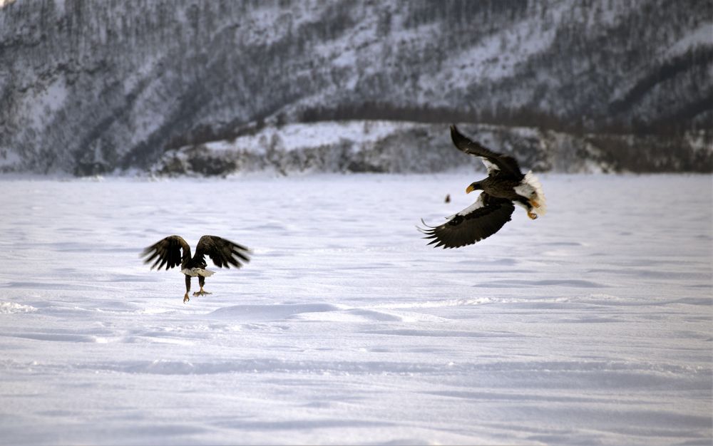 Photograph by Dmitriy Marchenko