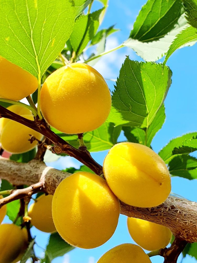 Мобильная фотография