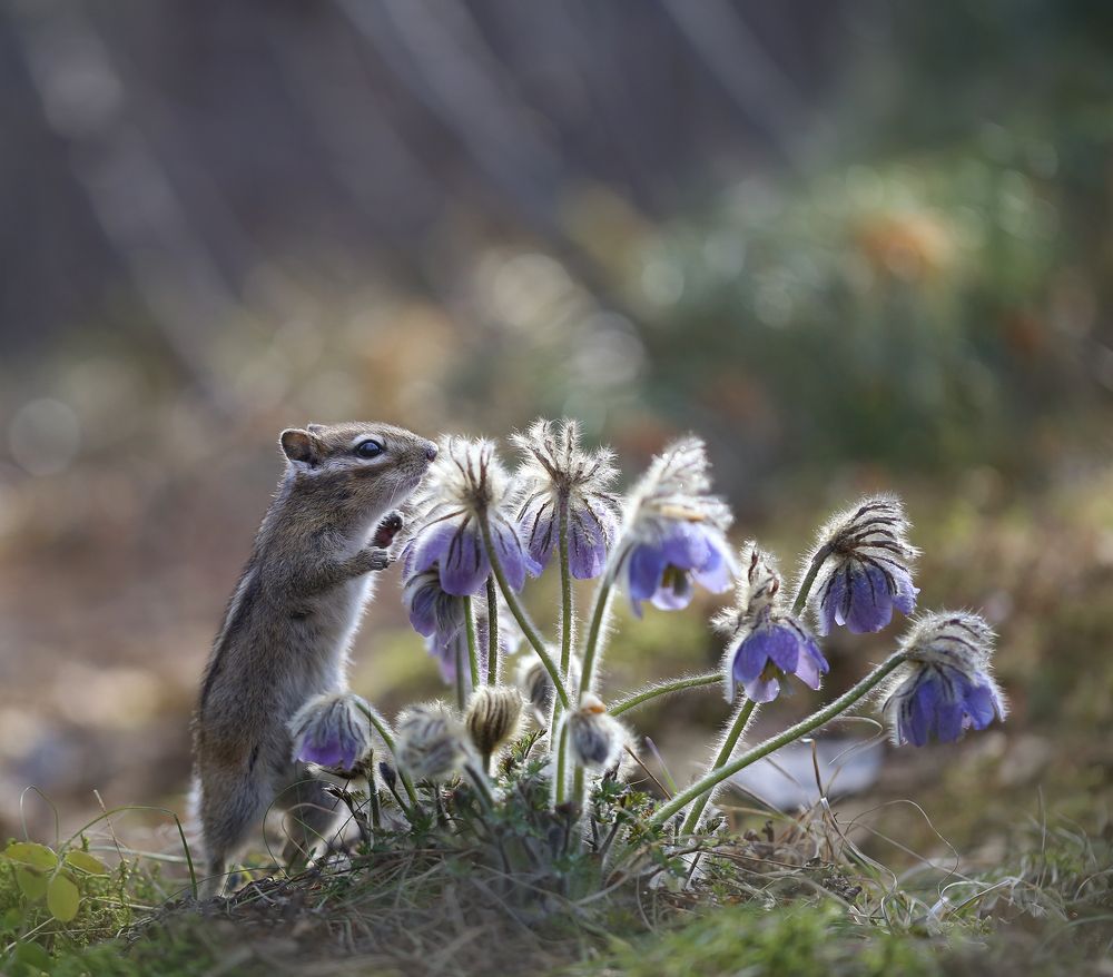 Проснулись...
