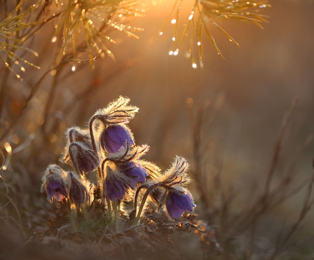 Photograph by Евгения Левина