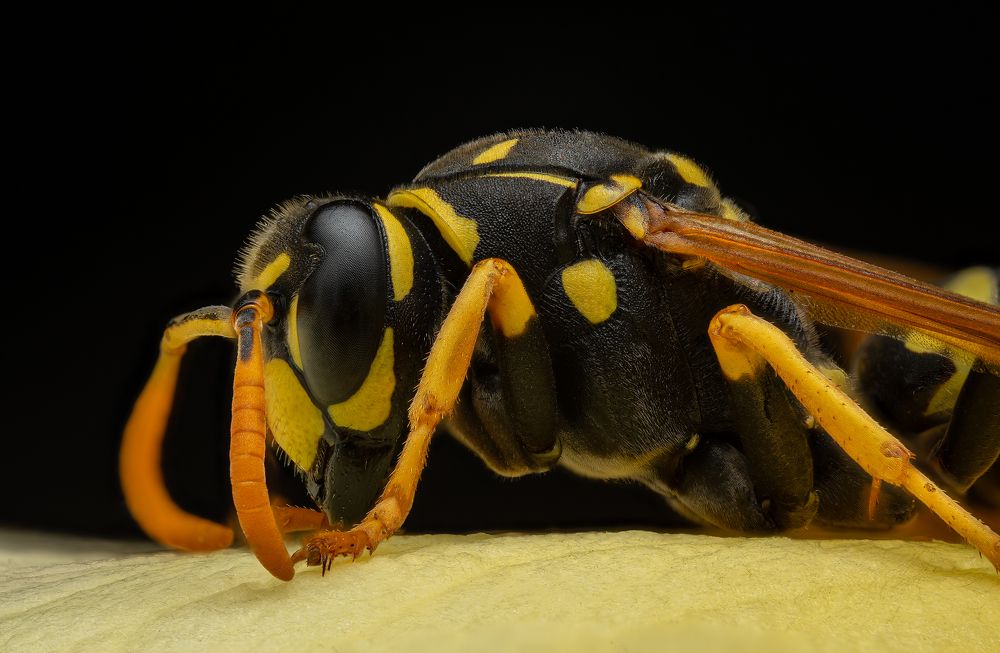 Photograph by Сергей Зелинский