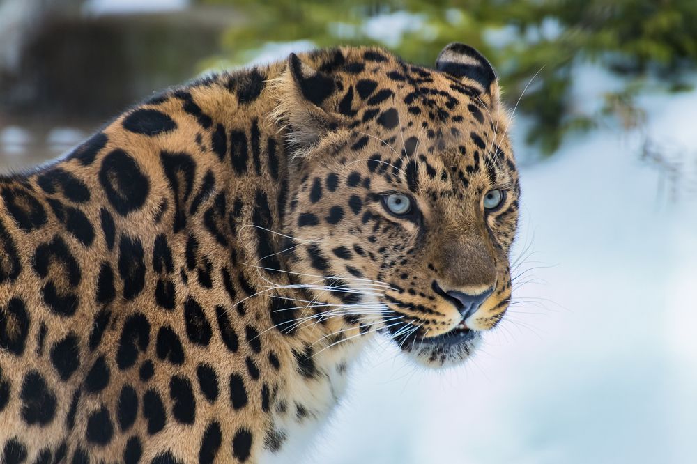 Photograph by Татьяна Гладкова