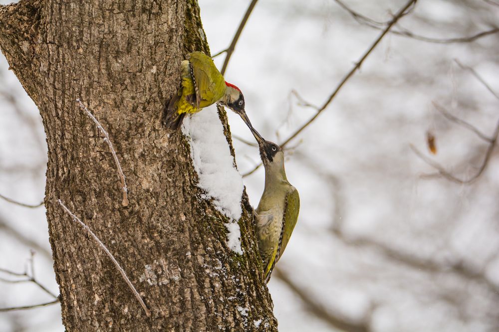 Брачные игры двух самок зелёного дятла