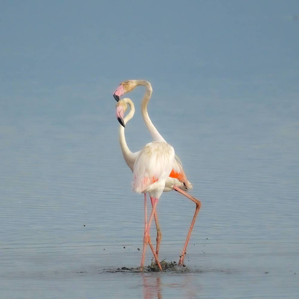flamingo dance