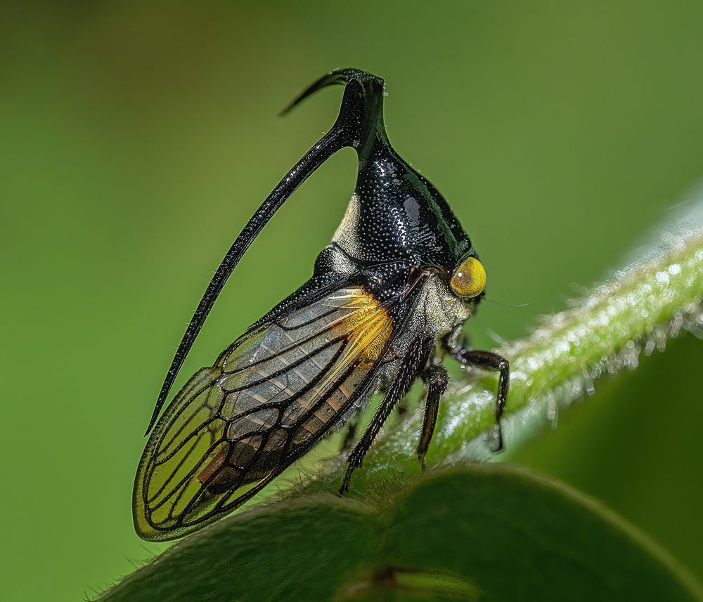 Treehopper Leptobelus sp