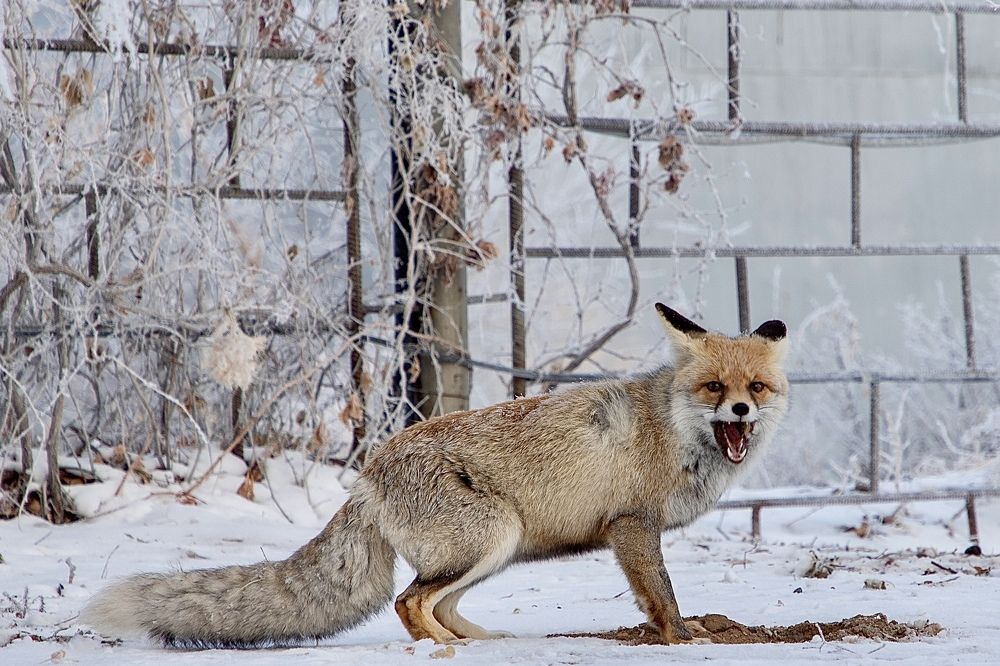 Охота за мышью