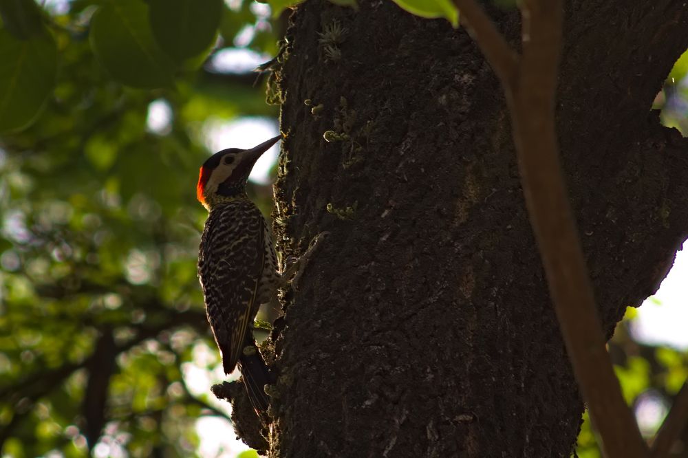 Photograph by Guillermo Topp