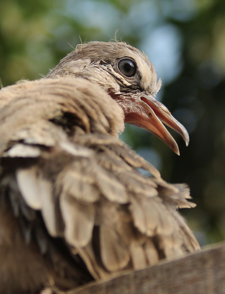 Photograph by Monoj Kumar Das