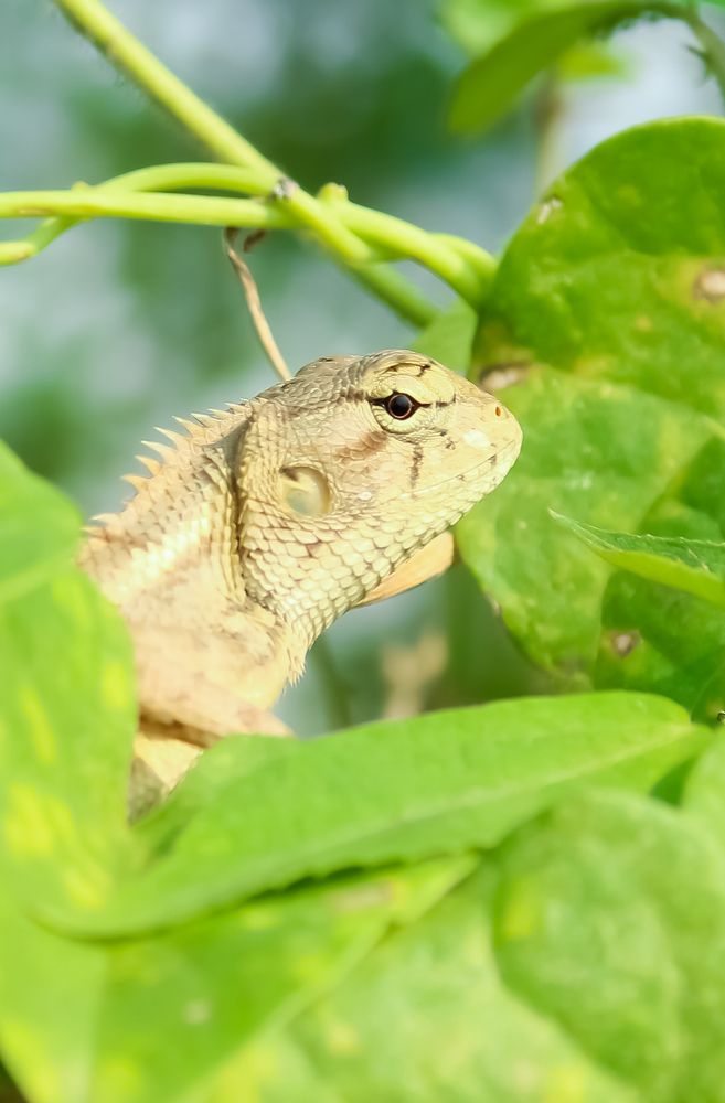 Photograph by Monoj Kumar Das