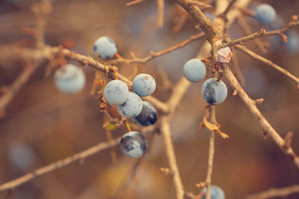 Photograph by Bella Grace