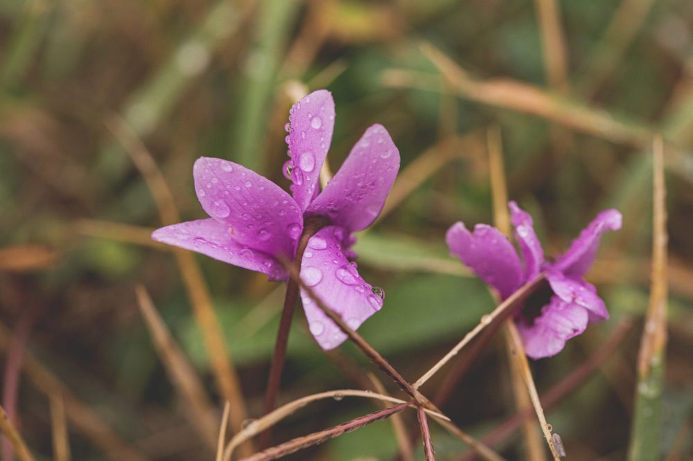 Photograph by Bella Grace