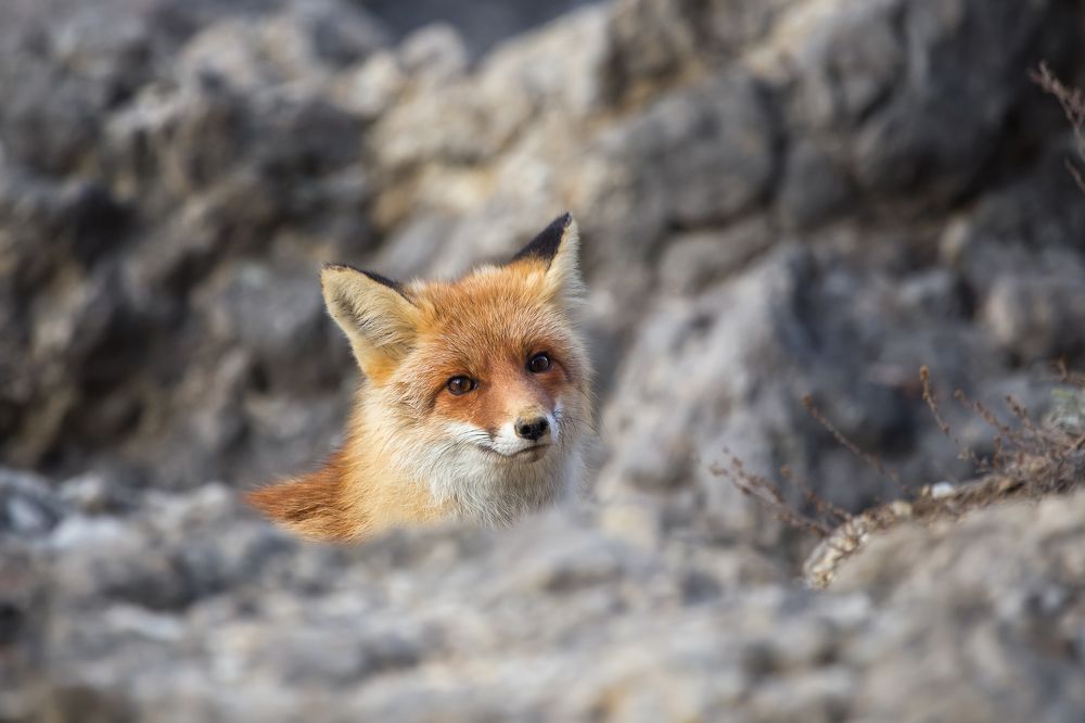Фотография автора Дмитренко Екатерина