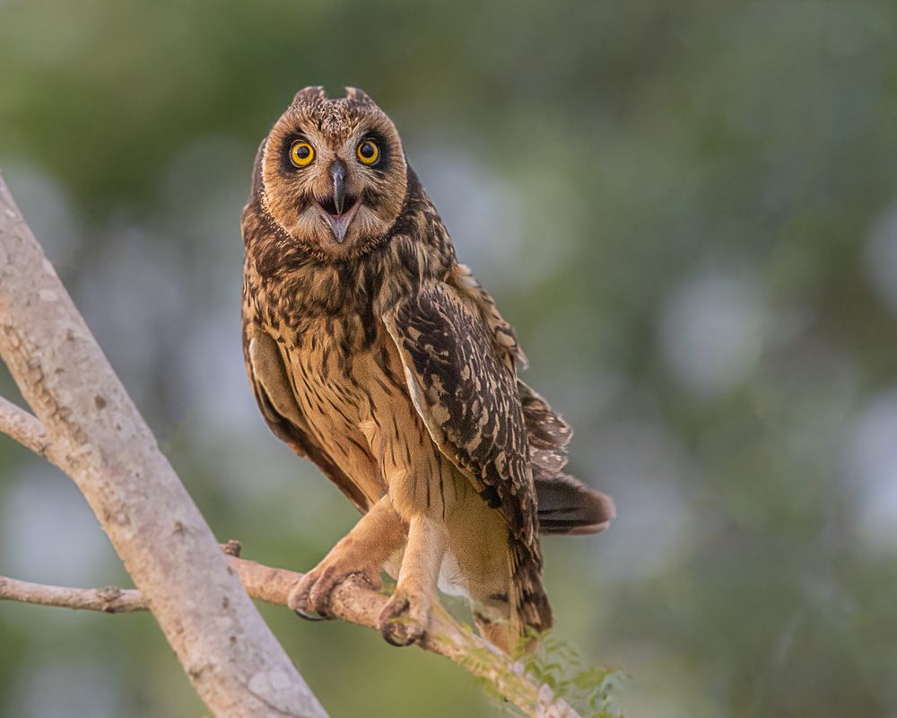 Photograph by Joao R Cortez