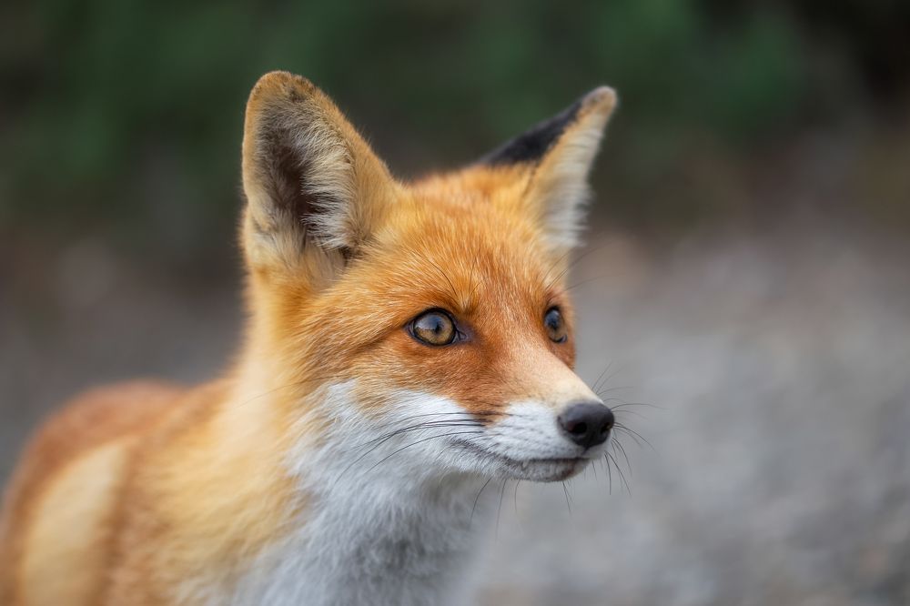 Фотография автора Дмитренко Екатерина