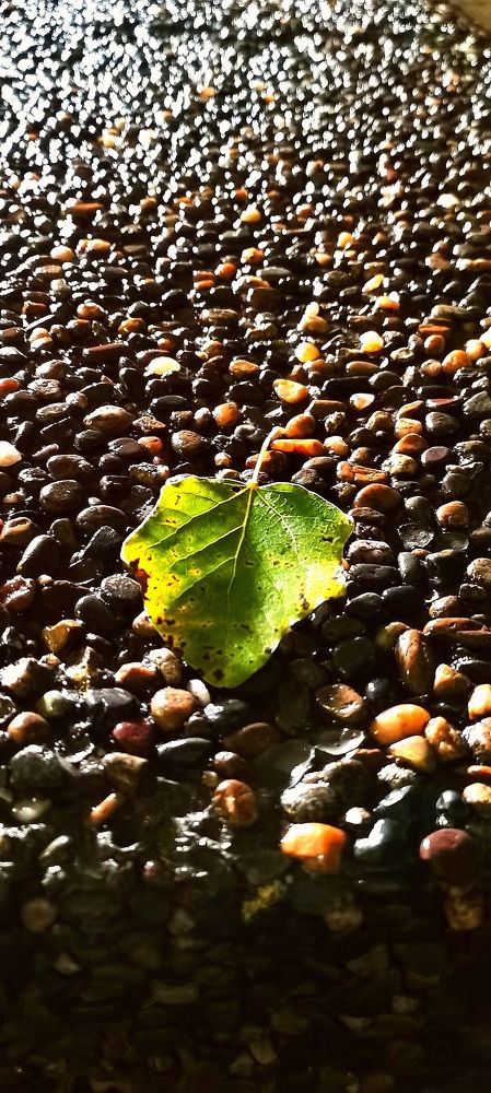 Осенний лист на мостовой