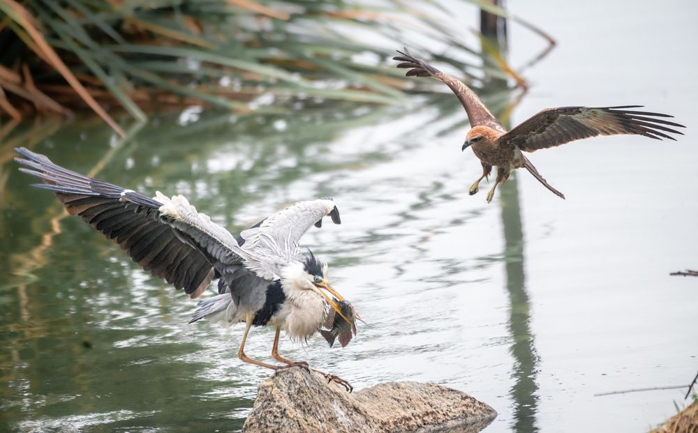 Photograph by Harsha Devalla