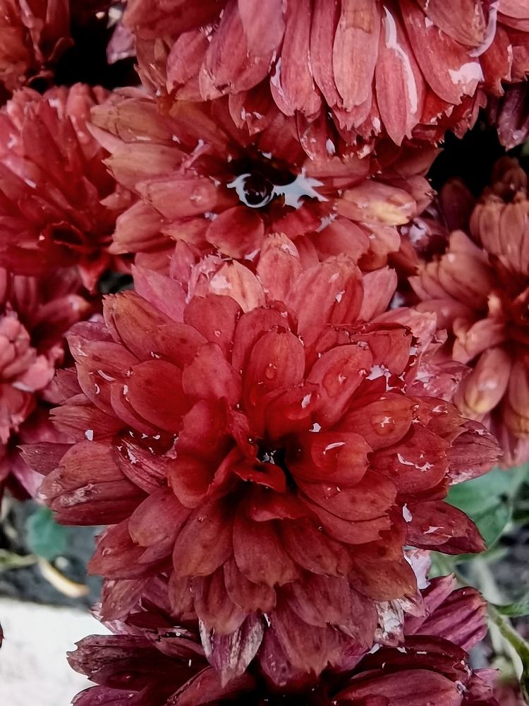 Хризантемы под дождём