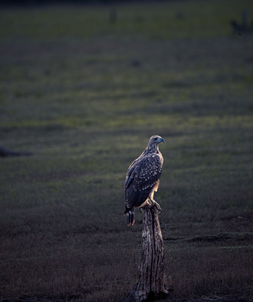 Photograph by Harsha Devalla