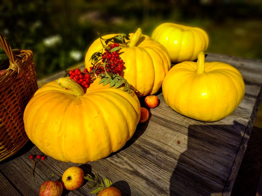 Осенний урожай