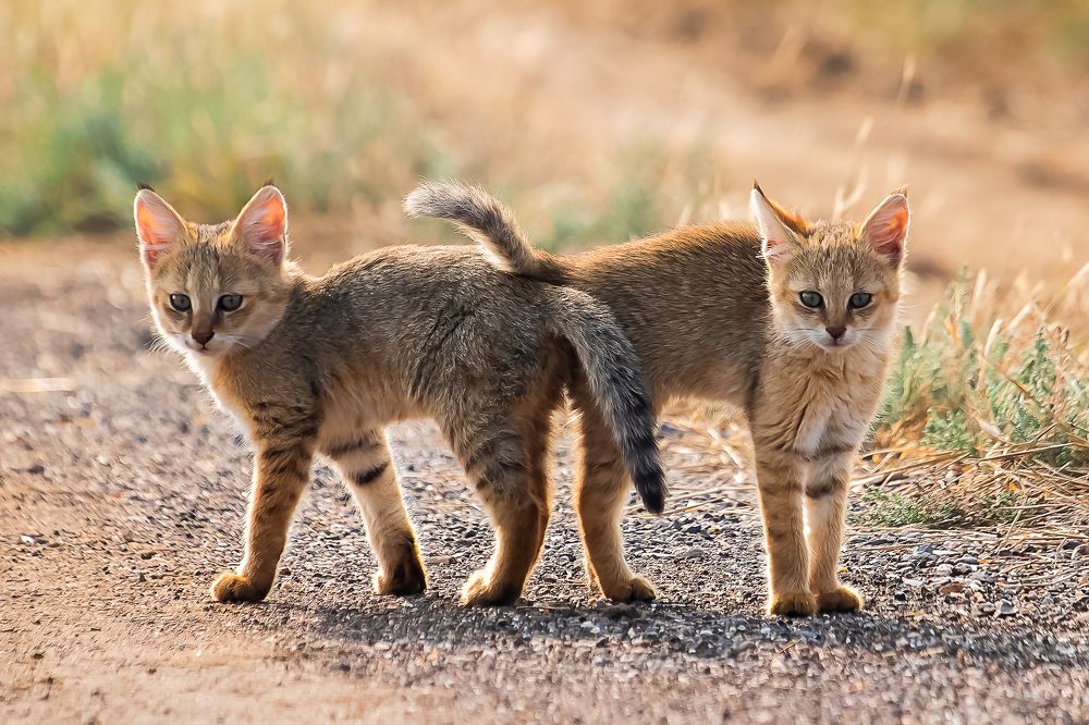 Photograph by Priyank Dhami