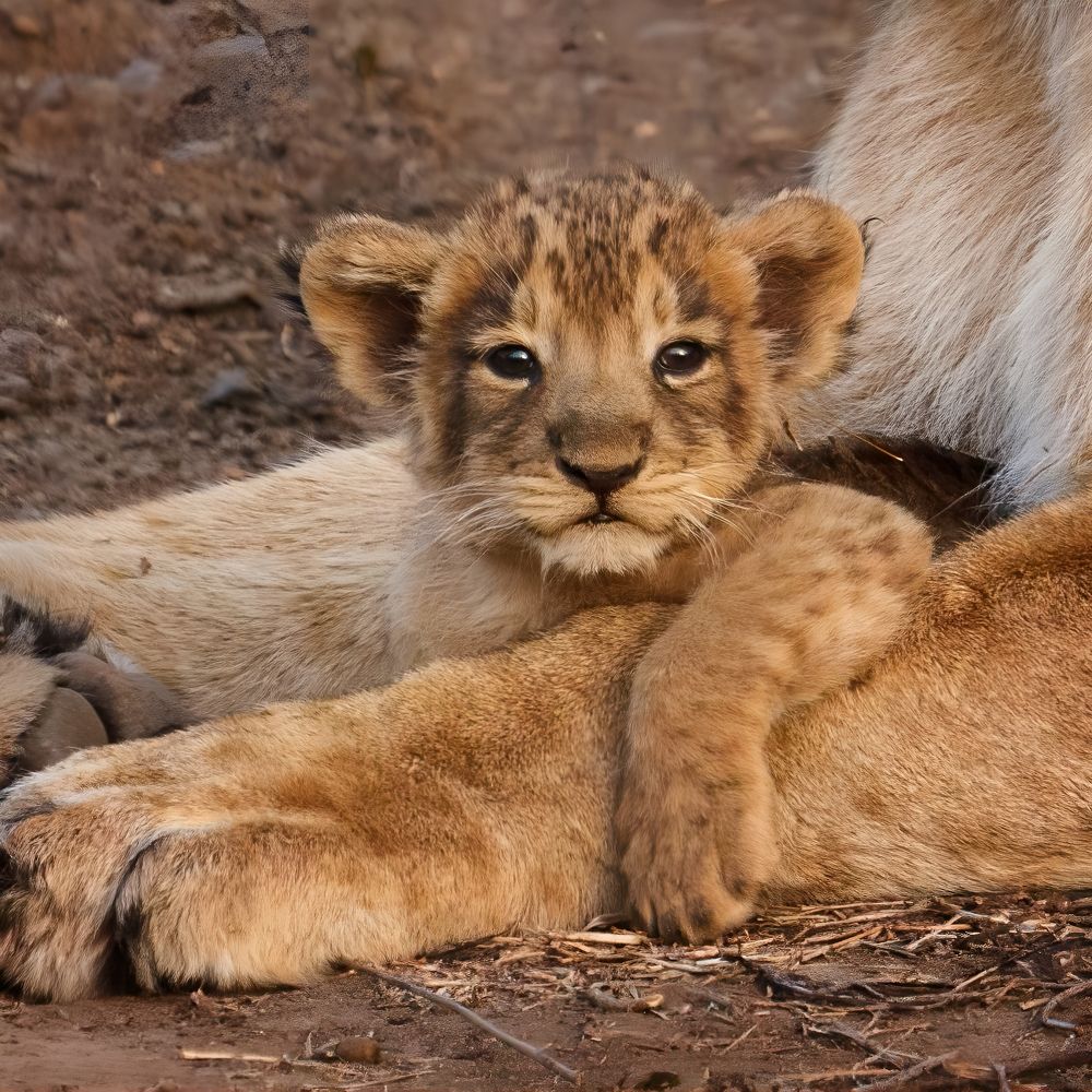 Photograph by Priyank Dhami