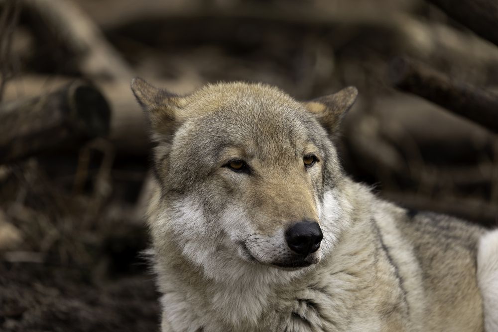 Photograph by Галина Павлова